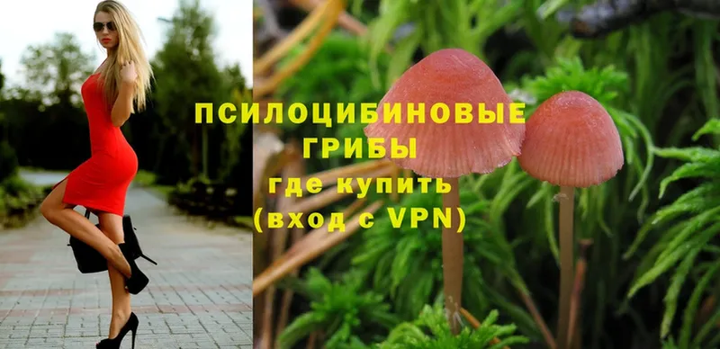 Псилоцибиновые грибы MAGIC MUSHROOMS  где купить наркоту  Дальнереченск 